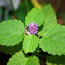 Agastache foeniculum